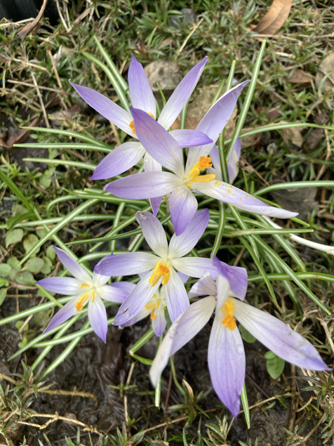 photo of my mom's crocuses
