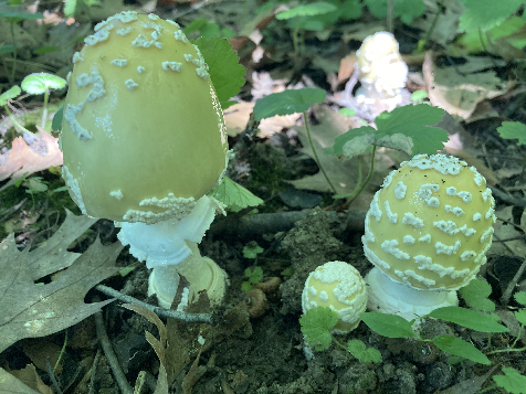 Summer mushrooms