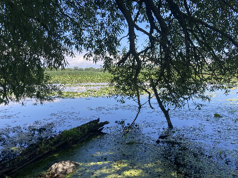 Summer in the park