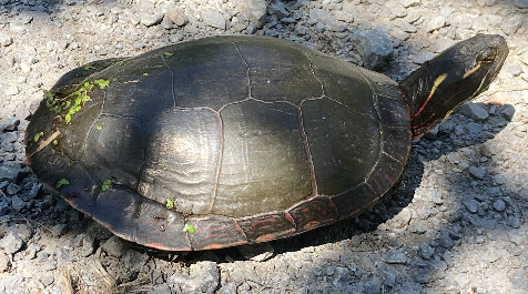 Painted turtle