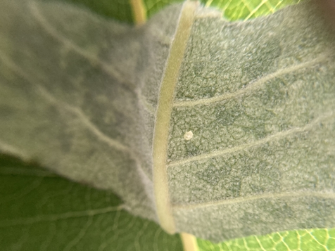 Monarch butterfly egg?