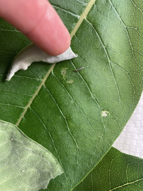 Monarch butterfly tiny caterpillar