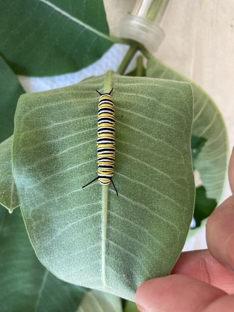 Monarch butterfly larger caterpillar