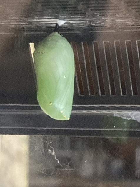 Monarch butterfly cocoon