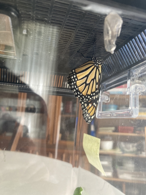 Monarch butterfly fresh out of cocoon