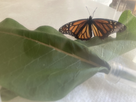 Monarch butterfly ready to fly away