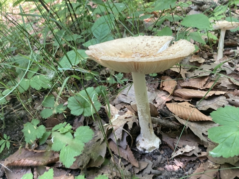 Mushroom I found and photographed 2