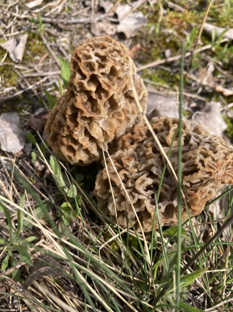 mushroom photo of probably morels