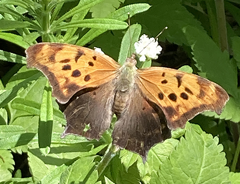 Point Pelee butterfly