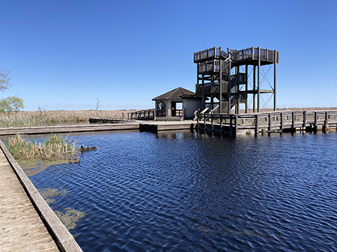 Point Pelee marsh