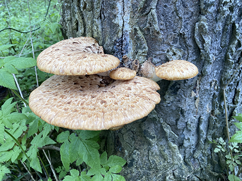 Point Pelee mushrooms