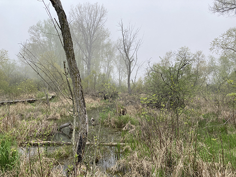 Point pelee swamp