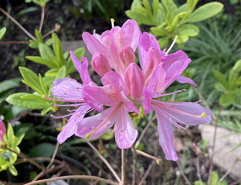 May garden flower