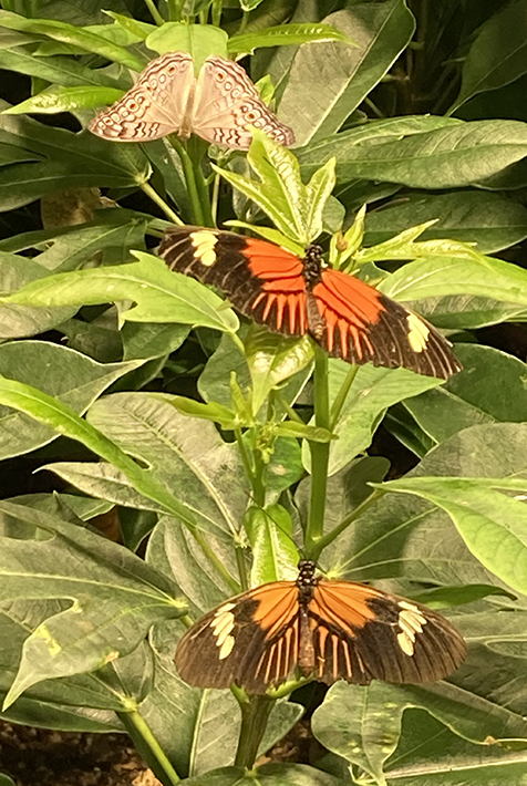 Butterflies at Natural History Museum