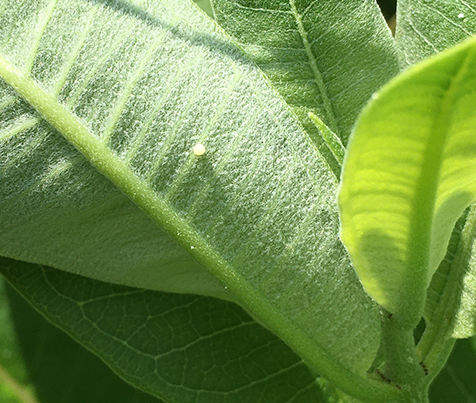 monarch egg