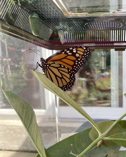 monarch butterly freshly emerged