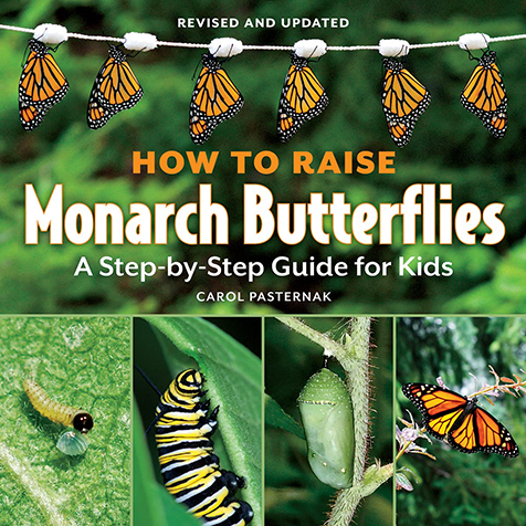 carol pasternak's book about raising monarch butterflies