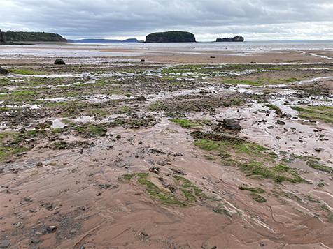 Bay of Fundy low tide